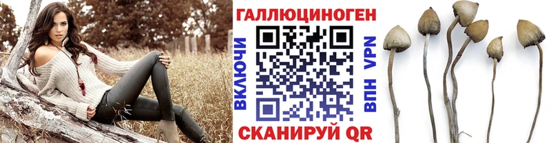 Псилоцибиновые грибы Cubensis OMG tor Болотное цены